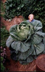 Maximum Yield Cabbage