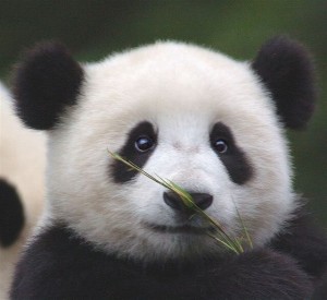 cute_panda_bigger