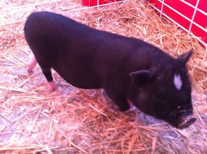 Men Are Pigs Cut Little Piggy At The County Fair