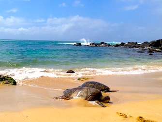 Sea turtles on the beach