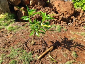 Baby mango tree