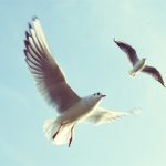 Achieving The Two Spouse Early Retirement Household
