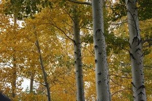 IMG_4421 "Fall" by Step Into Color