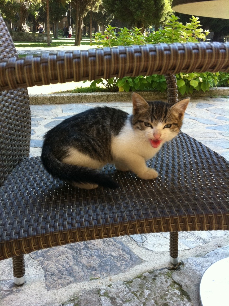 Hissing cat Financial Samurai hissing-cat-financial-samurai