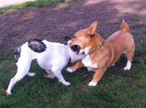 dog-fight Dog Fight