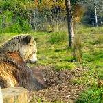 A Bear Market Checklist To Surviving A Downturn