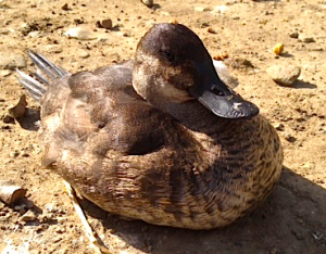 What the duck!