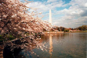 Washington DC Cherry Blossoms