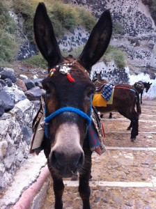 Your Micro Manager Donkey