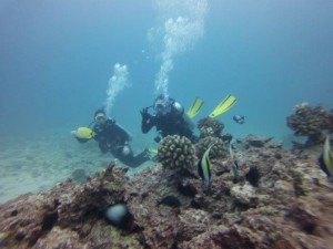 Why work when you can SCUBA?