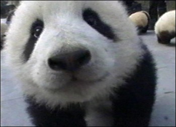 Baby Panda