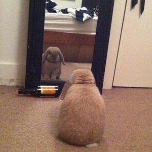 I love money said the bunny rabbit