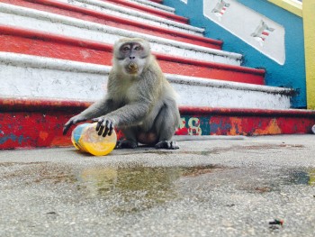 Batu Caves Monkey