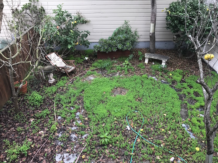 Yard before - being a landlord is a PITA