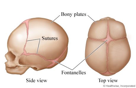 Baby fontanelles