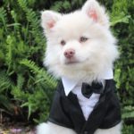 black tie wedding for cheap