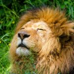 life lessons from courage to be disliked