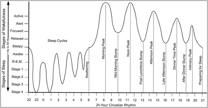 Circadian Rhythm