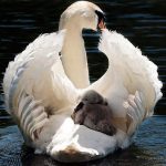 How To Get More Life Insurance For Less Money