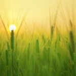 Farmland Investing review