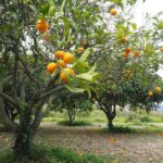 Farmland Investing Health Craze