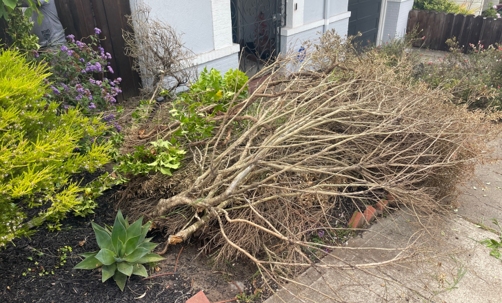 random expenses always come up, like a dead plant removal, which is why automatic rent increase in the lease is important