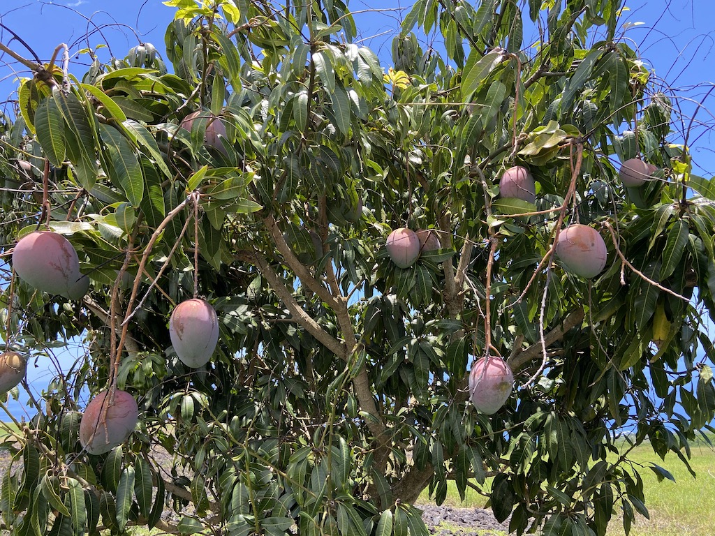 Keith mango is so good