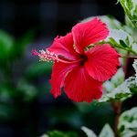 The Cost To Prove Your Ethnicity And Heritage: Hawaiian Edition